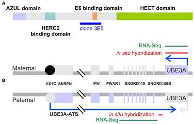 Regional and cellular organization of the autism-associated protein UBE3A/E6AP and its antisense transcript in the brain of the developing rhesus monkey